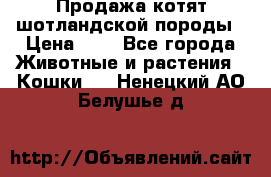 Продажа котят шотландской породы › Цена ­ - - Все города Животные и растения » Кошки   . Ненецкий АО,Белушье д.